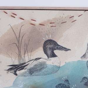 Northern Shoveler, Filter Feeding Champion by Alicia Hauff Studio 