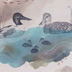 Northern Shoveler, Filter Feeding Champion by Alicia Hauff Studio 