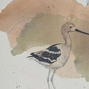 American Avocet, Aristocrat on Stilts by Alicia Hauff Studio 