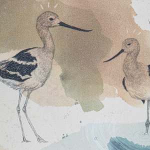 American Avocet, Aristocrat on Stilts by Alicia Hauff Studio 
