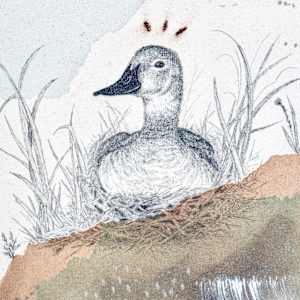 Canvasback, Regal Diver by Alicia Hauff Studio 