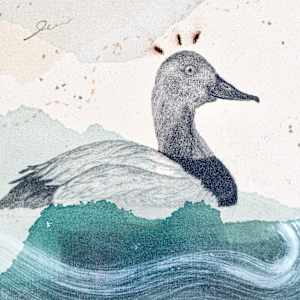Canvasback, Regal Diver by Alicia Hauff Studio 