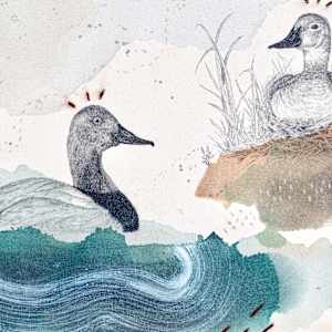 Canvasback, Regal Diver by Alicia Hauff Studio 
