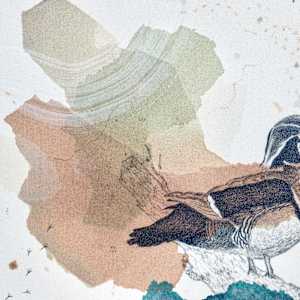 Wood Duck, Colorful Climbers by Alicia Hauff Studio 
