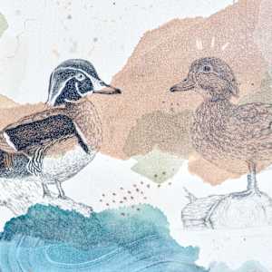 Wood Duck, Colorful Climbers by Alicia Hauff Studio 