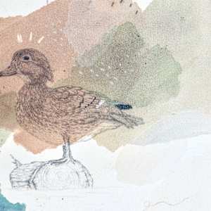 Wood Duck, Colorful Climbers by Alicia Hauff Studio 