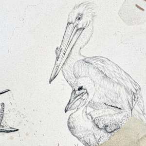American White Pelican Has the Scoop by Alicia Hauff Studio 