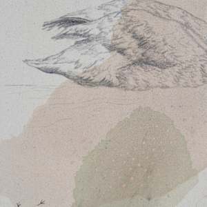 Trumpeter Swan, Big Love on the Lake by Alicia Hauff Studio 