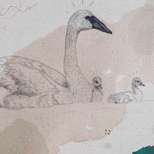 Trumpeter Swan, Big Love on the Lake by Alicia Hauff Studio 