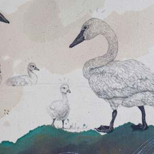 Trumpeter Swan, Big Love on the Lake by Alicia Hauff Studio 
