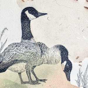 Canada Goose, Collectivists in Action by Alicia Hauff Studio 