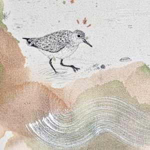 "Sandpipers, One Foot on Land, the Other in Water" by Alicia Hauff Studio 