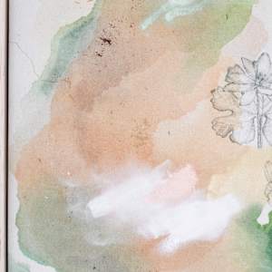 Bloodroot Wildflower Canvas Print by Alicia Hauff Studio 