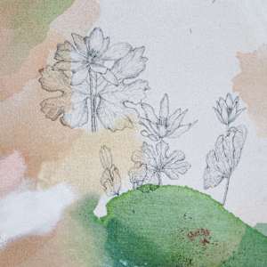 Bloodroot Wildflower Canvas Print by Alicia Hauff Studio 