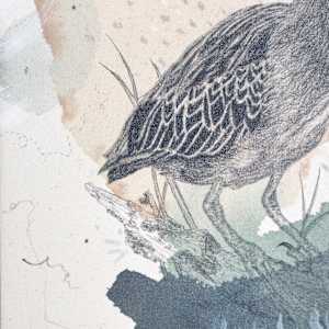 Green Heron, Luring at the Water's Edge by Alicia Hauff Studio 