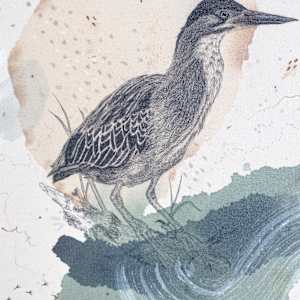 Green Heron, Luring at the Water's Edge by Alicia Hauff Studio 