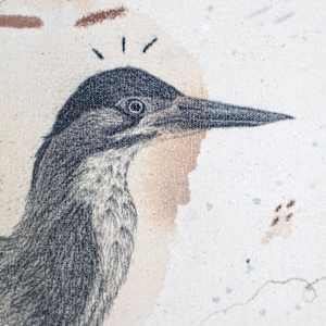 Green Heron, Luring at the Water's Edge by Alicia Hauff Studio 