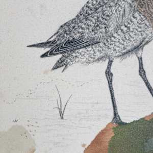 Marbled Godwit, Tubular Migrant by Alicia Hauff Studio 