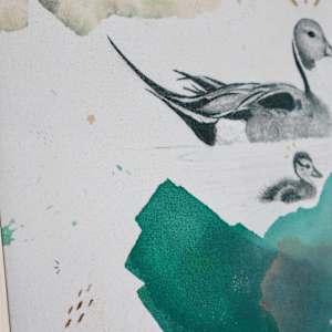 Northern Pintails Canvas Print by Alicia Hauff Studio 
