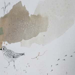 Piping Plovers Canvas Print by Alicia Hauff Studio 
