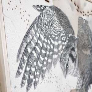 Northern Hawk Owl, More Hawk Than Owl by Alicia Hauff Studio 