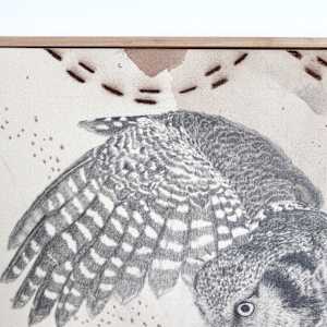 Northern Hawk Owl, More Hawk Than Owl by Alicia Hauff Studio 