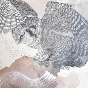 Northern Hawk Owl, More Hawk Than Owl by Alicia Hauff Studio 