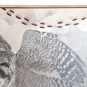 Northern Hawk Owl, More Hawk Than Owl by Alicia Hauff Studio 