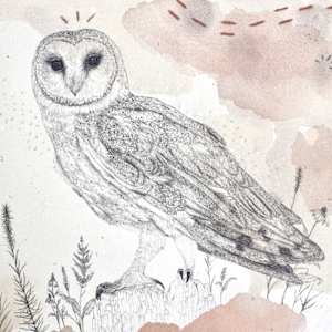 Barn Owl, Navigating the Darkest Night by Alicia Hauff Studio 