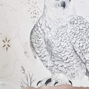 Snowy Owl, Otherworldly and Ancient by Alicia Hauff Studio 