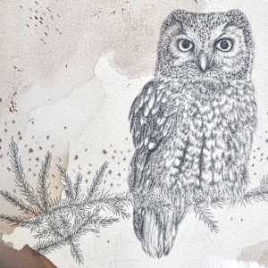 Boreal Owl, Alpine Solitaire by Alicia Hauff Studio 