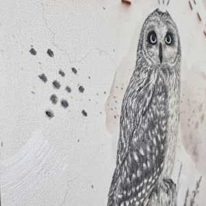 Short-Eared Owl, Open-Country Acrobat by Alicia Hauff Studio 