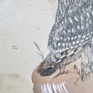 Short-Eared Owl, Open-Country Acrobat by Alicia Hauff Studio 