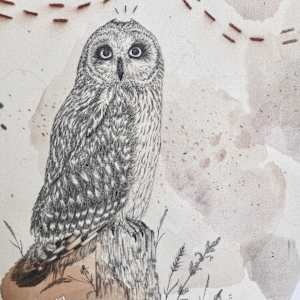 Short-Eared Owl, Open-Country Acrobat by Alicia Hauff Studio 