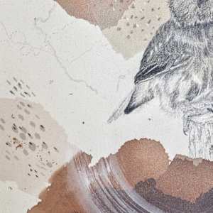 Northern Saw-Whet Owl, Cute With an Attitude by Alicia Hauff Studio 