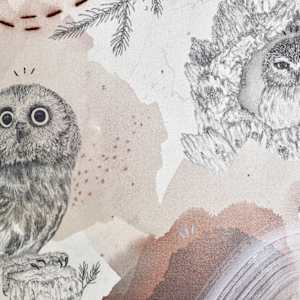 Northern Saw-Whet Owl, Cute With an Attitude by Alicia Hauff Studio 