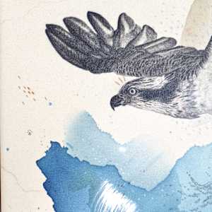"Osprey Takes the Plunge" by Alicia Hauff Studio 