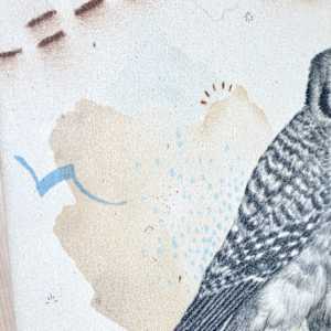 "American Kestrel, Small But Fierce" by Alicia Hauff Studio 
