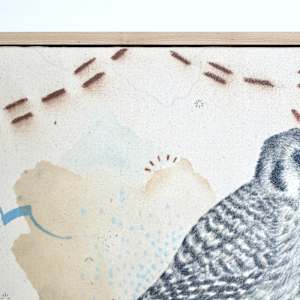 "American Kestrel, Small But Fierce" by Alicia Hauff Studio 