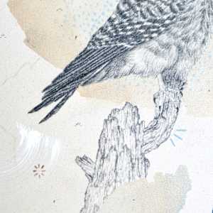"American Kestrel, Small But Fierce" by Alicia Hauff Studio 