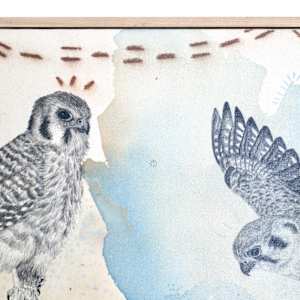 "American Kestrel, Small But Fierce" by Alicia Hauff Studio 