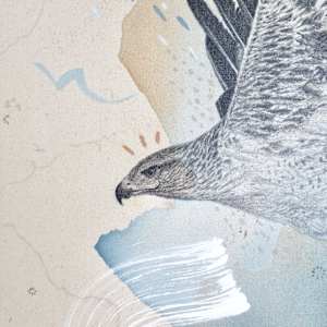 "Ferruginous Hawk, Open Country Guide" by Alicia Hauff Studio 