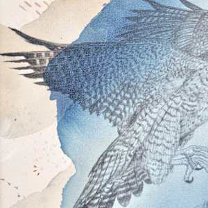 "Peregrine Falcon, Flying Ace" by Alicia Hauff Studio 