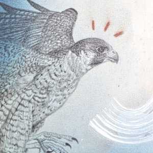 "Peregrine Falcon, Flying Ace" by Alicia Hauff Studio 