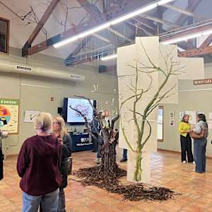 The Trees Curve and Flow by Alicia Philley 