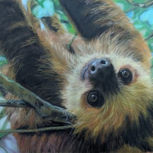 Baby sloth by Carol Motsinger