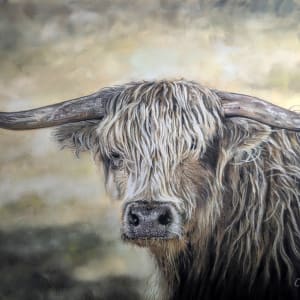 Highland Cow by Carol Motsinger