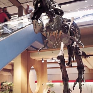 T-Rex Cast by CMNH 