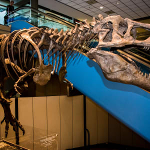 T-Rex Cast by CMNH 
