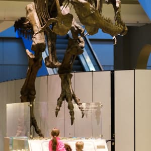 T-Rex Cast by CMNH